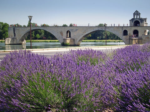 Lavender d’Avignon