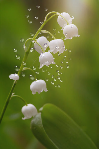 Lily of the Valley – The Perfumed Dragon