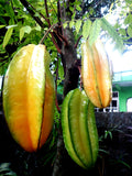 Jamaican Fruit