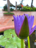 Tropical Lotus