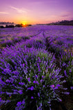 Lavender, Bulgarian