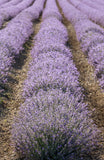 Lavender, French