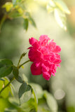 Rose of Kalidasi