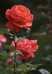 Rose of Kalidasi